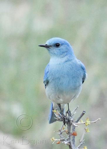 Mountain Blue's-mountain-bluebird-shrub.jpg