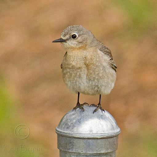 Mountain Blue's-mountain-bluebird-female-post.jpg