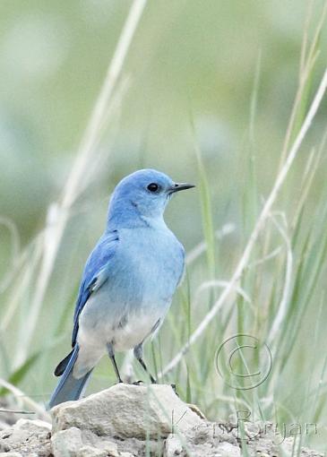 Mountain Blue's-mountain-bluebird-rock.jpg