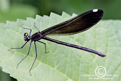 Dressed in Black-black-damselfly-1.jpg