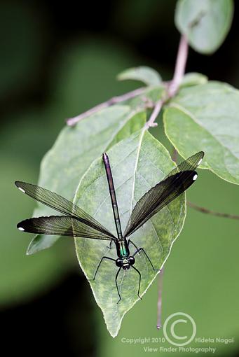 Dressed in Black-black-damselfly-2.jpg