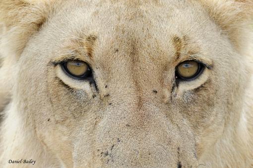 Lions of Kruger National Park (South Africa)-_dsc1666.jpg