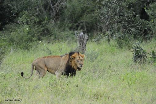 Lions of Kruger National Park (South Africa)-_dsc1708.jpg