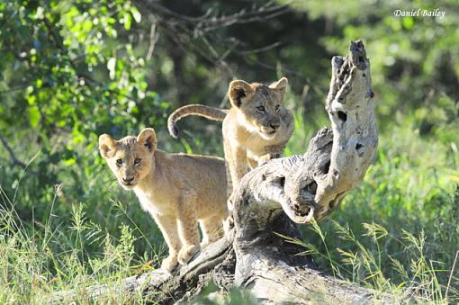 Lions of Kruger National Park (South Africa)-_dsc2400.jpg