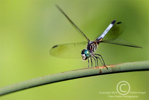 The Common Uncommon-dragonfly-spread.jpg