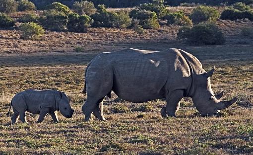 White Rhino Family-wht-rhno-amakhala-_dsc6394r.jpg