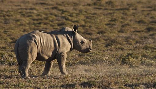 White Rhino Family-wht-rhno-amakhala-_dsc6388r.jpg