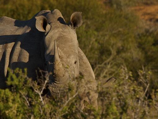 White Rhino Family-wht-rhno-amakhala-_dsc6378r.jpg