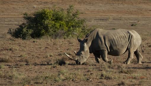 White Rhino Family-wht-rhno-amakhala-_dsc6331r.jpg