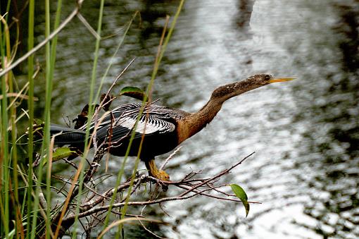 Florida birds-image2290001.jpg