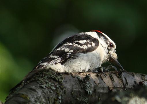 Downy Woodpeckers-img_6883.jpg