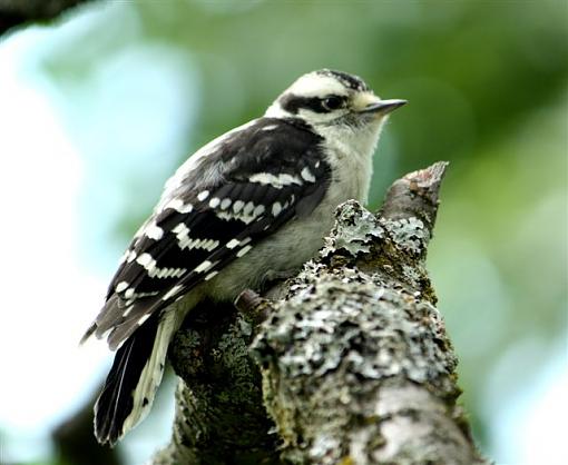 Downy Woodpeckers-img_6849.jpg