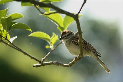 Chipping Sparrow-chipping-sparrow.jpg