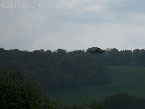 Red Kites-_1040576.jpg