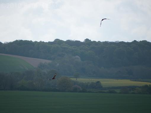 Red Kites-_1040578.jpg