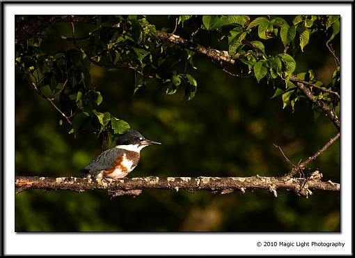 Belted Kingfisher from the kayak-_mg_6728.jpg