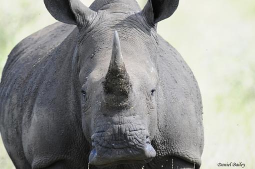 Rhinos of Kruger National Park-_dsc2282.jpg