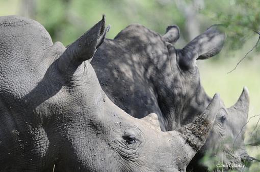 Rhinos of Kruger National Park-_dsc2288.jpg