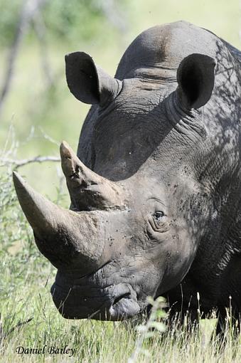 Rhinos of Kruger National Park-_dsc2300.jpg