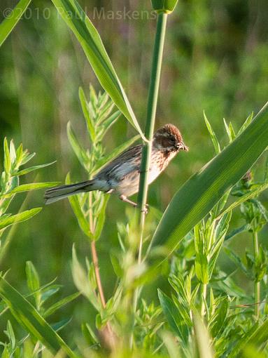 SPRING 2010 Bird ID Thread-_1050916.jpg