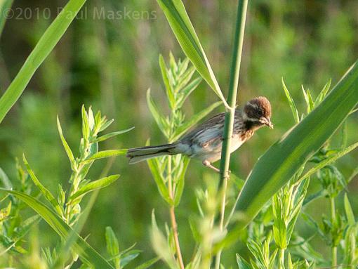 SPRING 2010 Bird ID Thread-_1050918.jpg