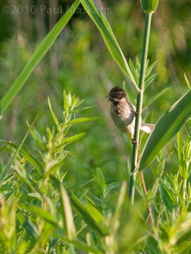 SPRING 2010 Bird ID Thread-_1050907.jpg