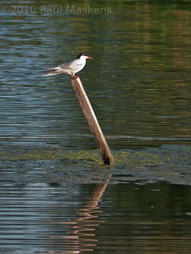 SPRING 2010 Bird ID Thread-_1050844.jpg