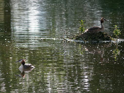 Nesting Grebe-_1050760.jpg