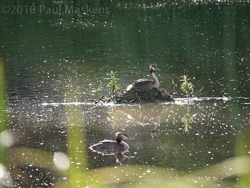 Nesting Grebe-_1050759.jpg