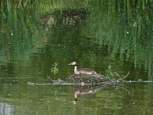 Nesting Grebe-_1050725.jpg