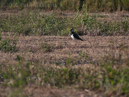 lapwing-_1050834.jpg