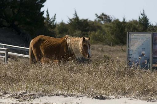 Wild Horses At Shackleford Banks-10-04-02-003-pr.jpg