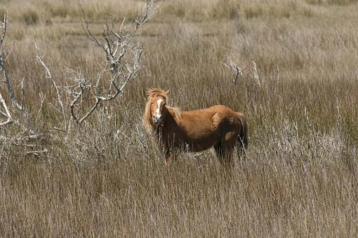 Wild Horses At Shackleford Banks-10-04-02-034-pr.jpg