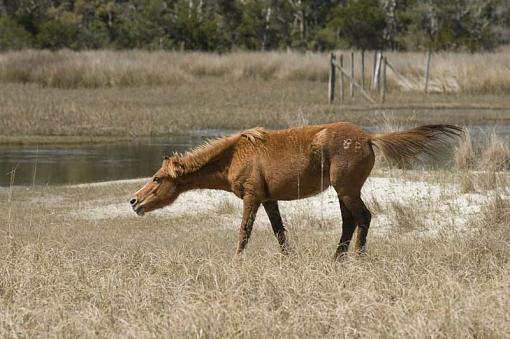 Wild Horses At Shackleford Banks-10-04-02-052-pr.jpg