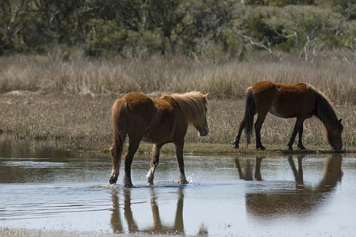 Wild Horses At Shackleford Banks-10-04-02-113-pr.jpg