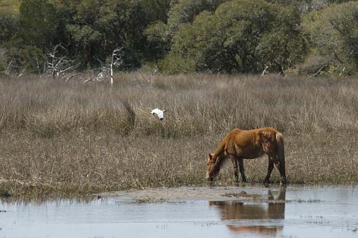 Wild Horses At Shackleford Banks-10-04-02-136-pr.jpg