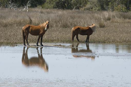 Wild Horses At Shackleford Banks-10-04-02-140-pr.jpg