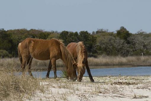 Wild Horses At Shackleford Banks-10-04-02-145-pr.jpg