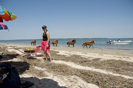 Wild Horses At Shackleford Banks-10-04-02-164-pr.jpg