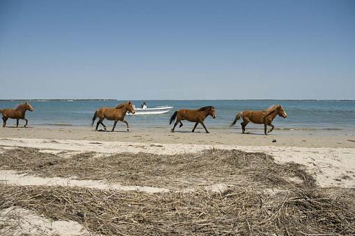 Wild Horses At Shackleford Banks-10-04-02-169-pr.jpg