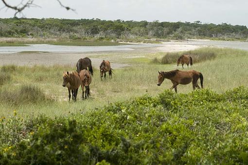 Wild Horses At Shackleford Banks-10-06-19-003-r.jpg