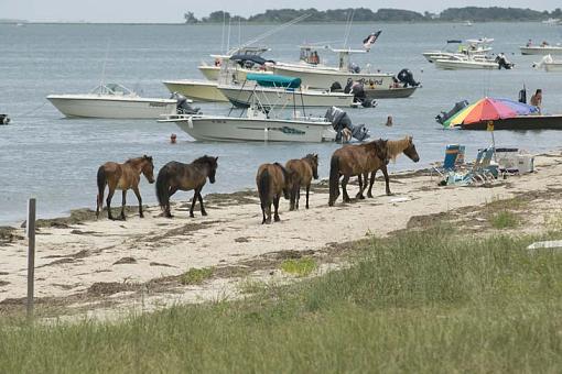 Wild Horses At Shackleford Banks-10-06-19-021-r.jpg