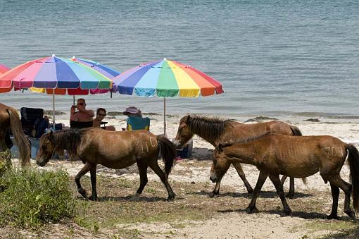 Wild Horses At Shackleford Banks-10-06-19-074-r.jpg