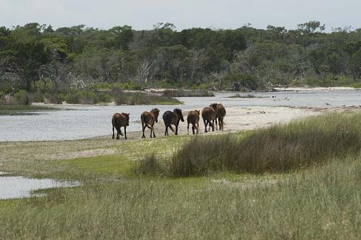 Wild Horses At Shackleford Banks-10-06-19-087-r.jpg