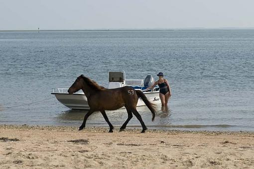 Wild Horses At Shackleford Banks-10-06-20-039-r.jpg