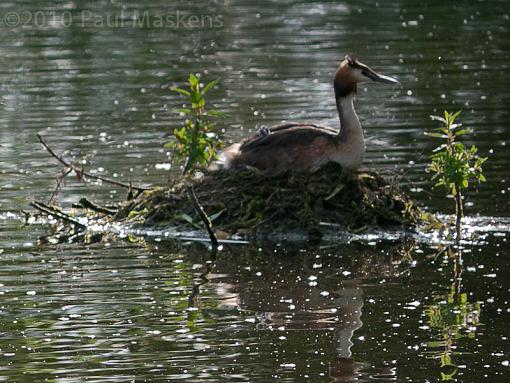 Grebe with young-_1050760.jpg