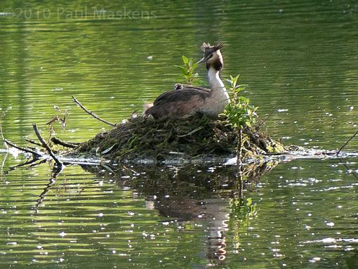 Grebe with young-_1050761.jpg