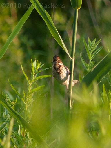 SPRING 2010 Bird ID Thread-_1050905.jpg