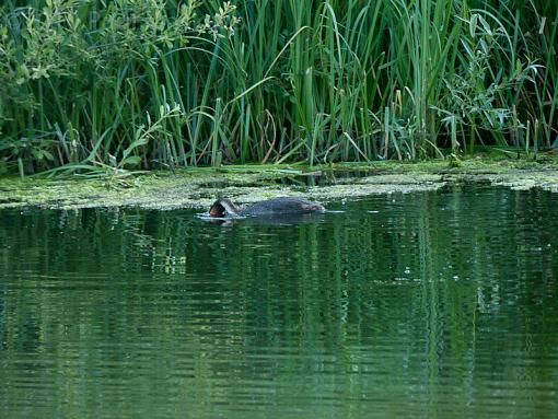 grebe passing by-_1060053.jpg