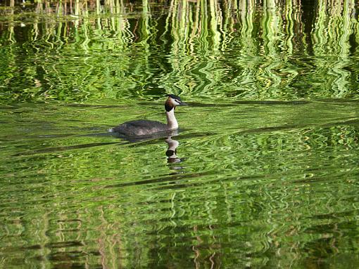 grebe passing by-_1060123.jpg